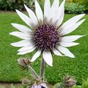 Berkheya purpurea 'Silver Strikes' fleur